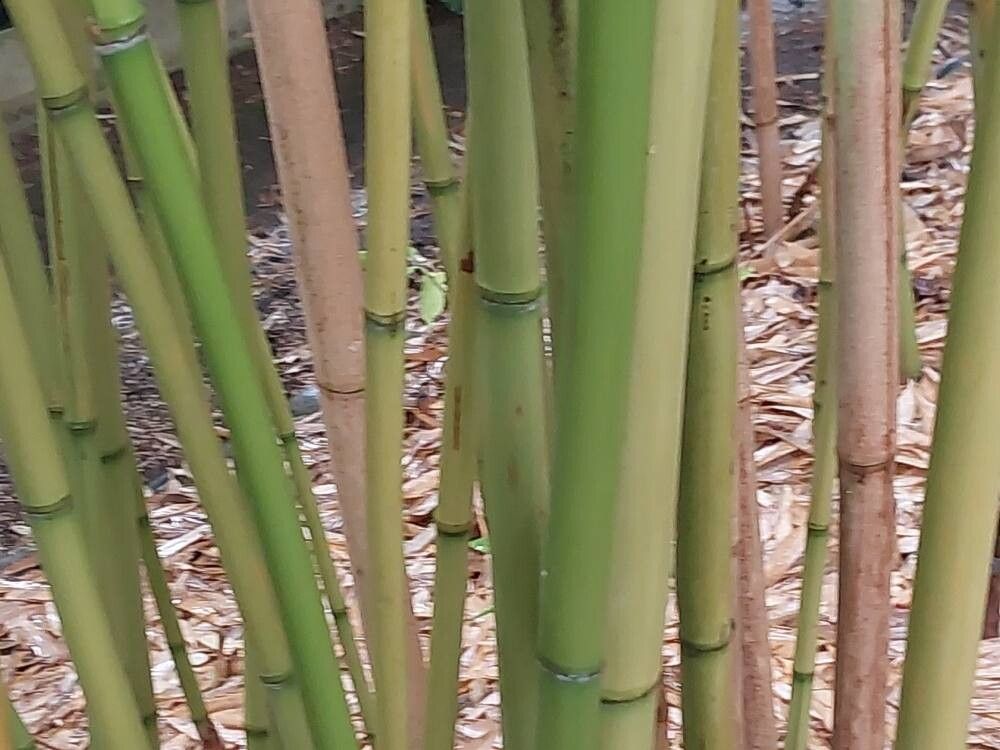 Phyllostachys flexuosa bark