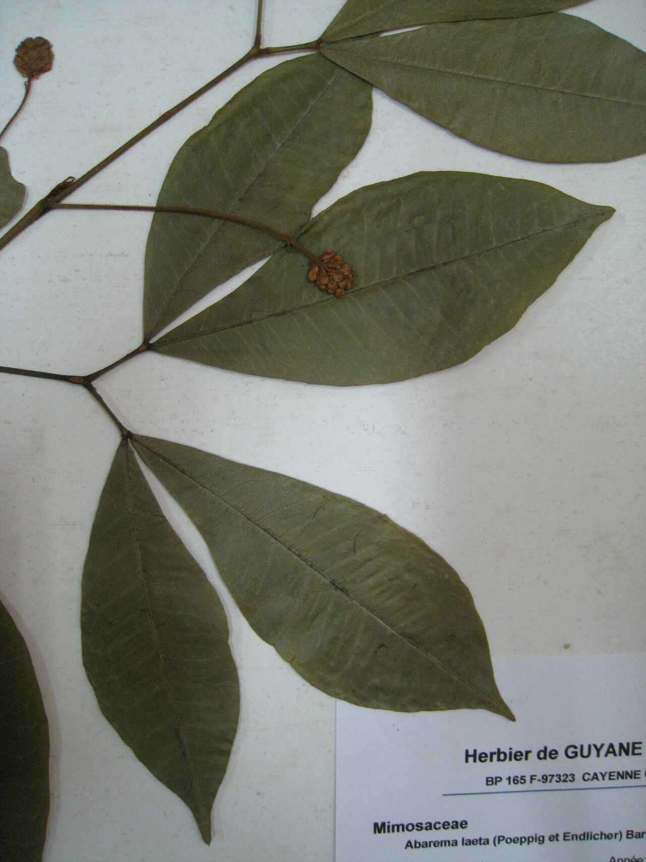 Jupunba laeta flower