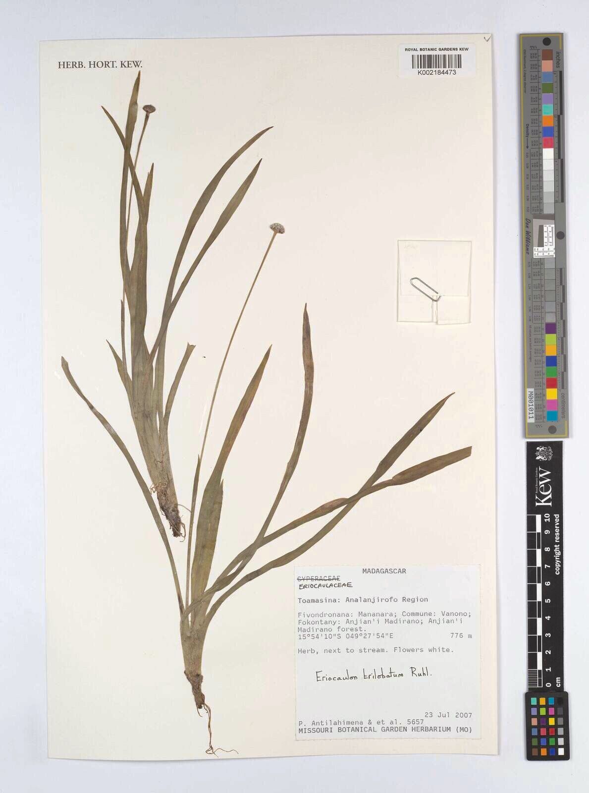 Eriocaulon trilobatum — houseplant care guide