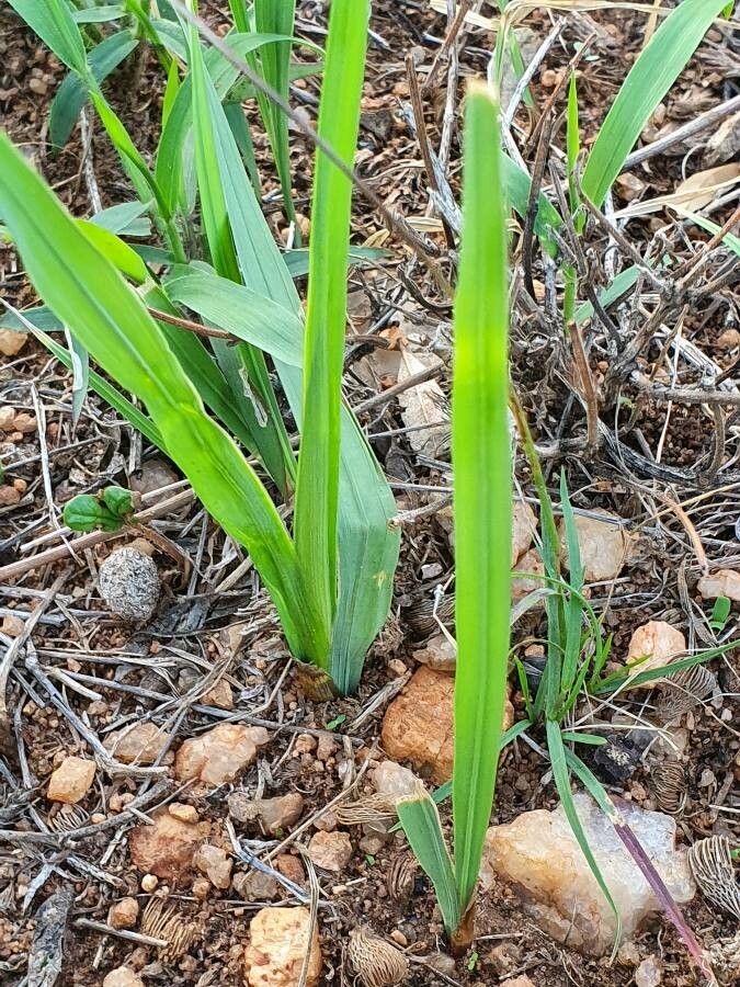 Gladiolus candidus leaf