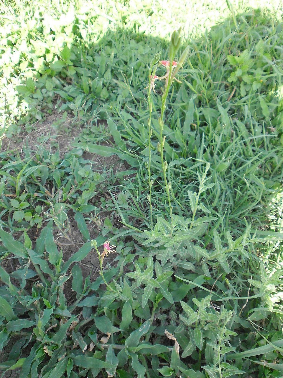 Oenothera suffrutescens habit
