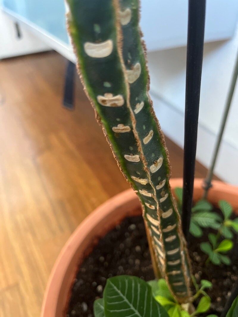 Euphorbia canuti bark