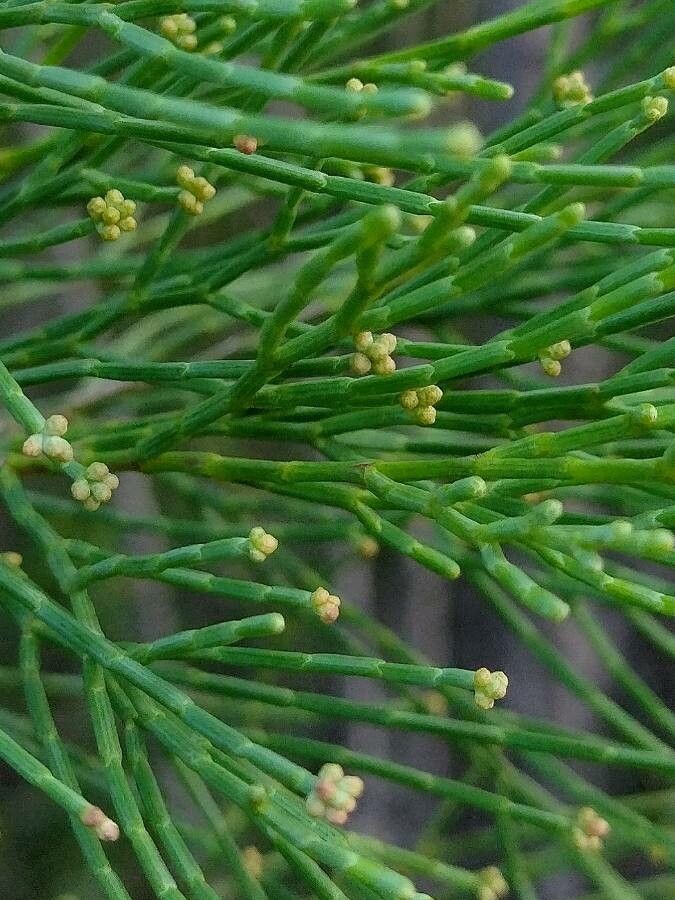 Callitris muelleri other