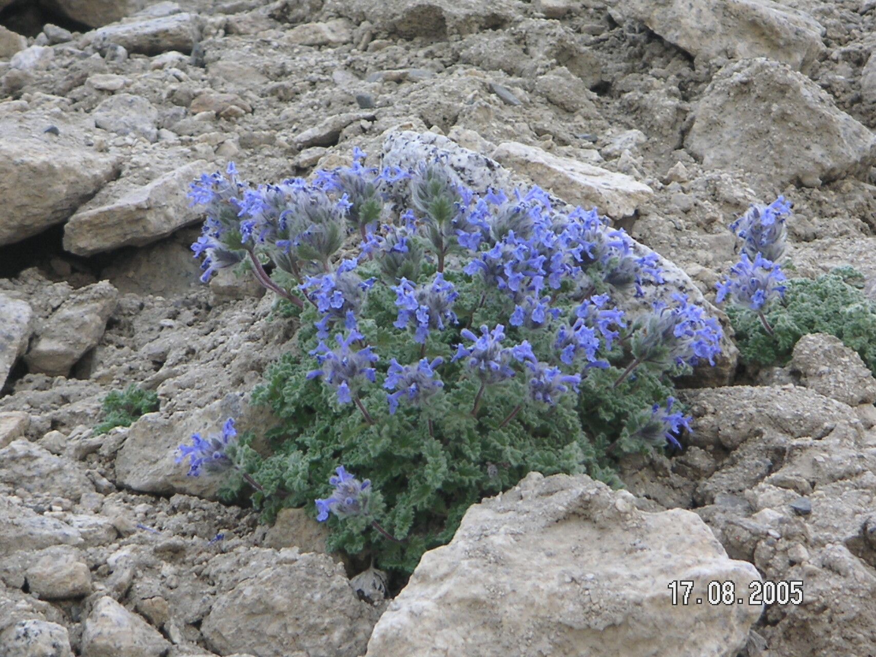Nepeta longibracteata — houseplant care guide