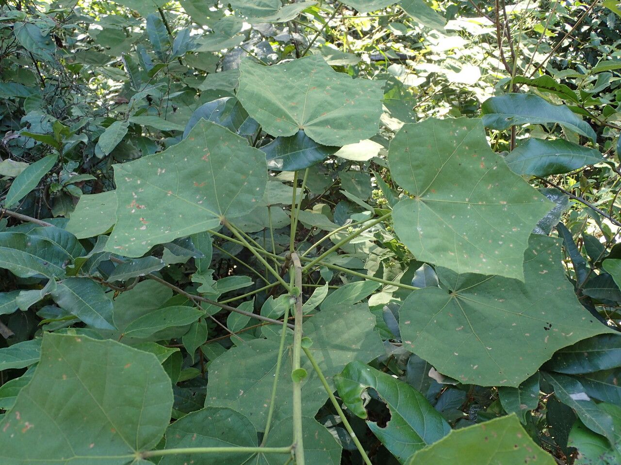 Hibiscus sterculiifolius leaf