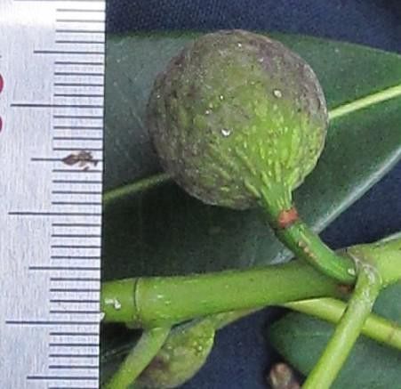 Ficus yoponensis fruit