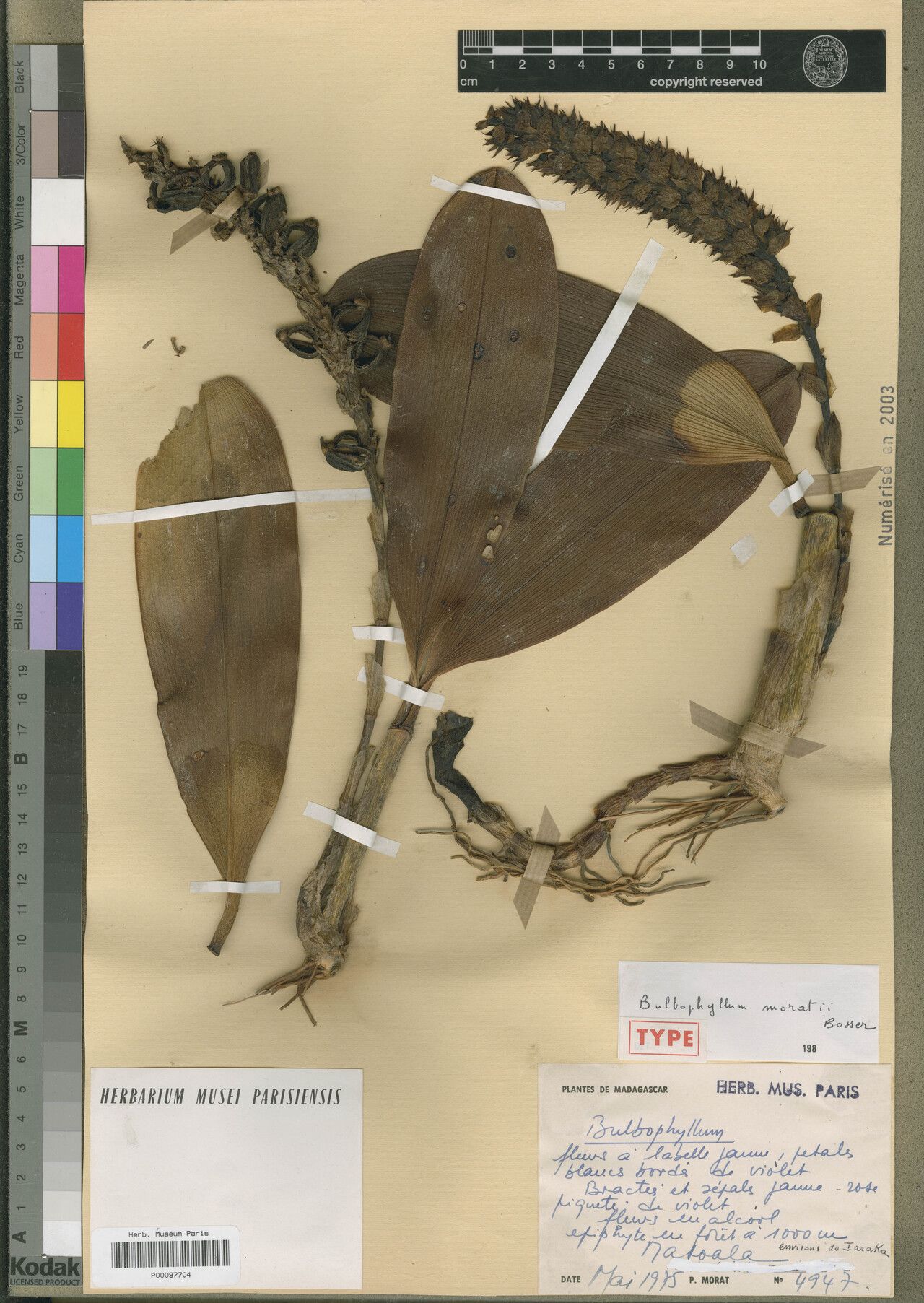 Bulbophyllum moratii — houseplant care guide