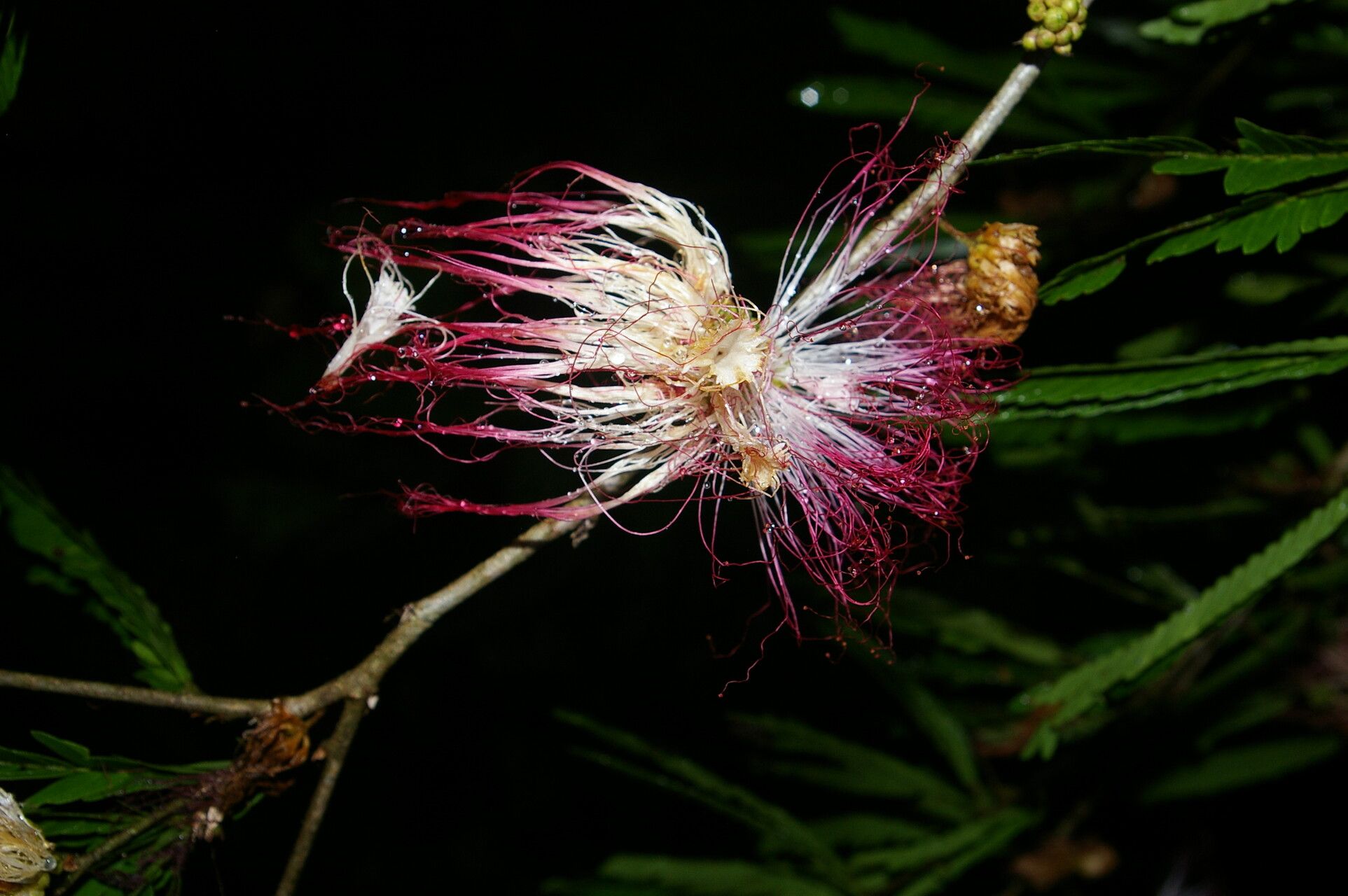 Calliandra magdalenae flower