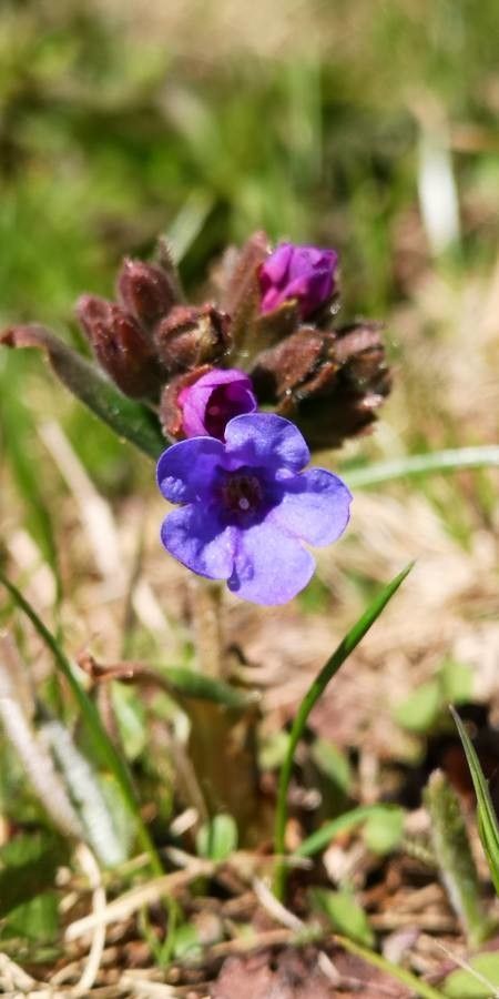 Pulmonaria longifolia fruit