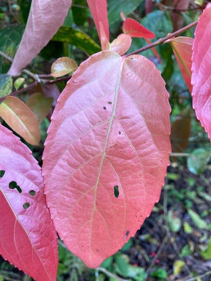 Flacourtia inermis — related species from the same genus