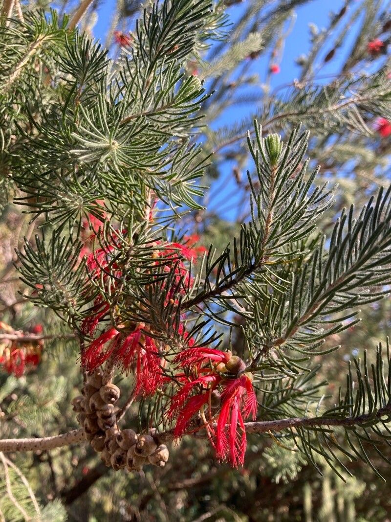 Melaleuca quadrifida flower