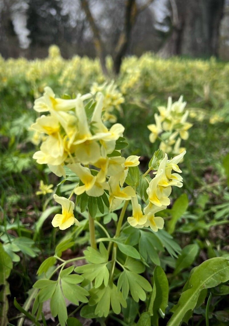 Corydalis bracteata flower