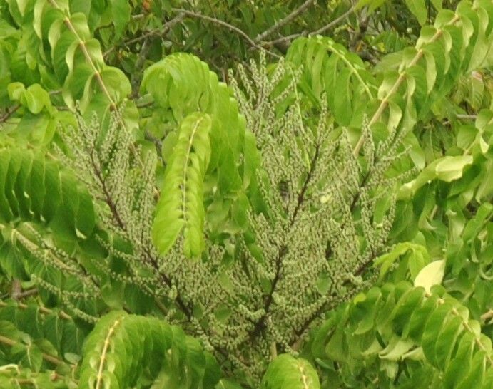 Polyscias nodosa flower