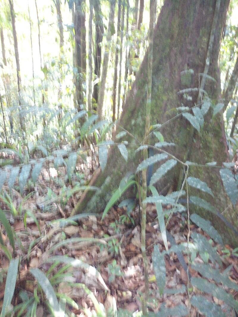 Mabea subsessilis habit