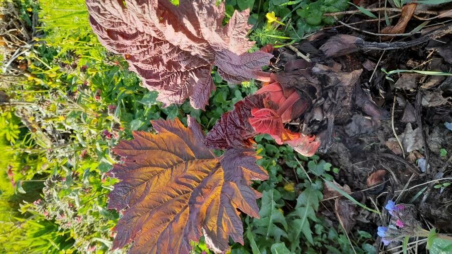 Rheum tanguticum leaf