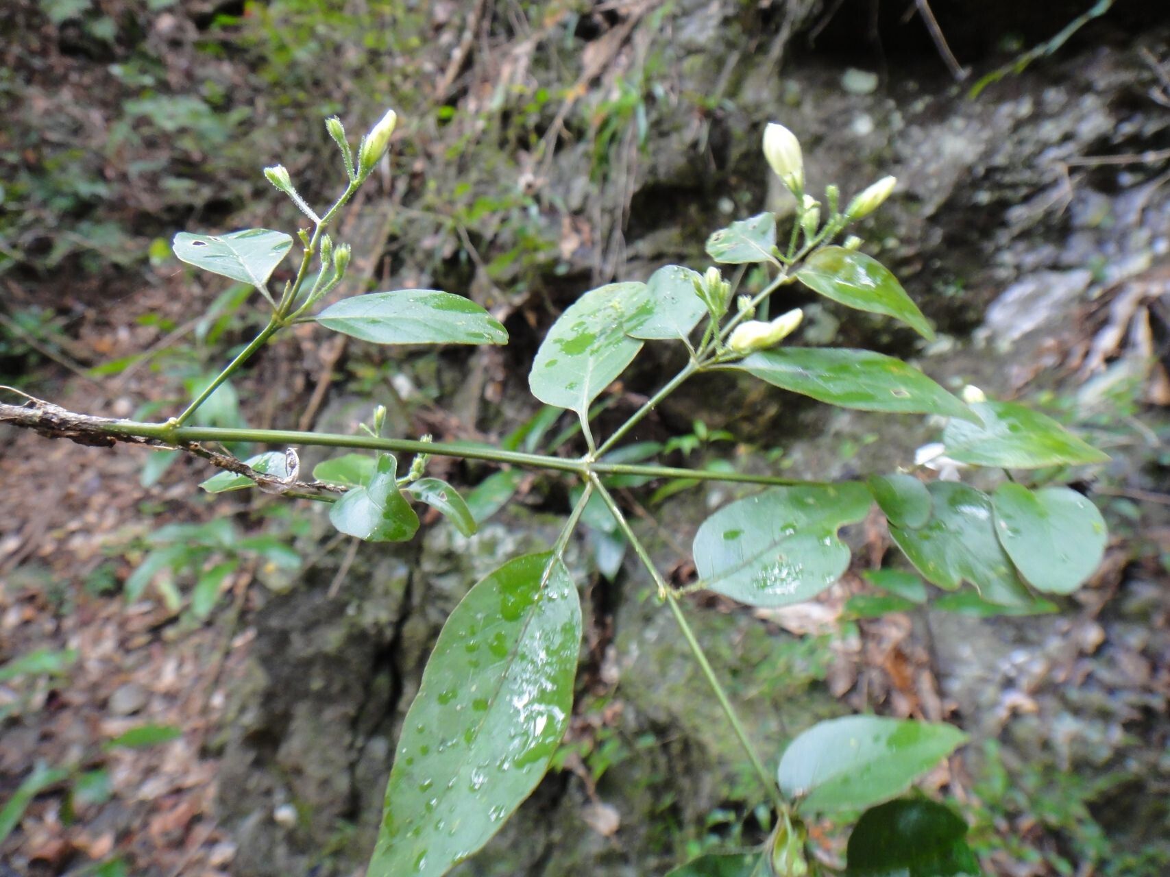 Justicia pinensis habit