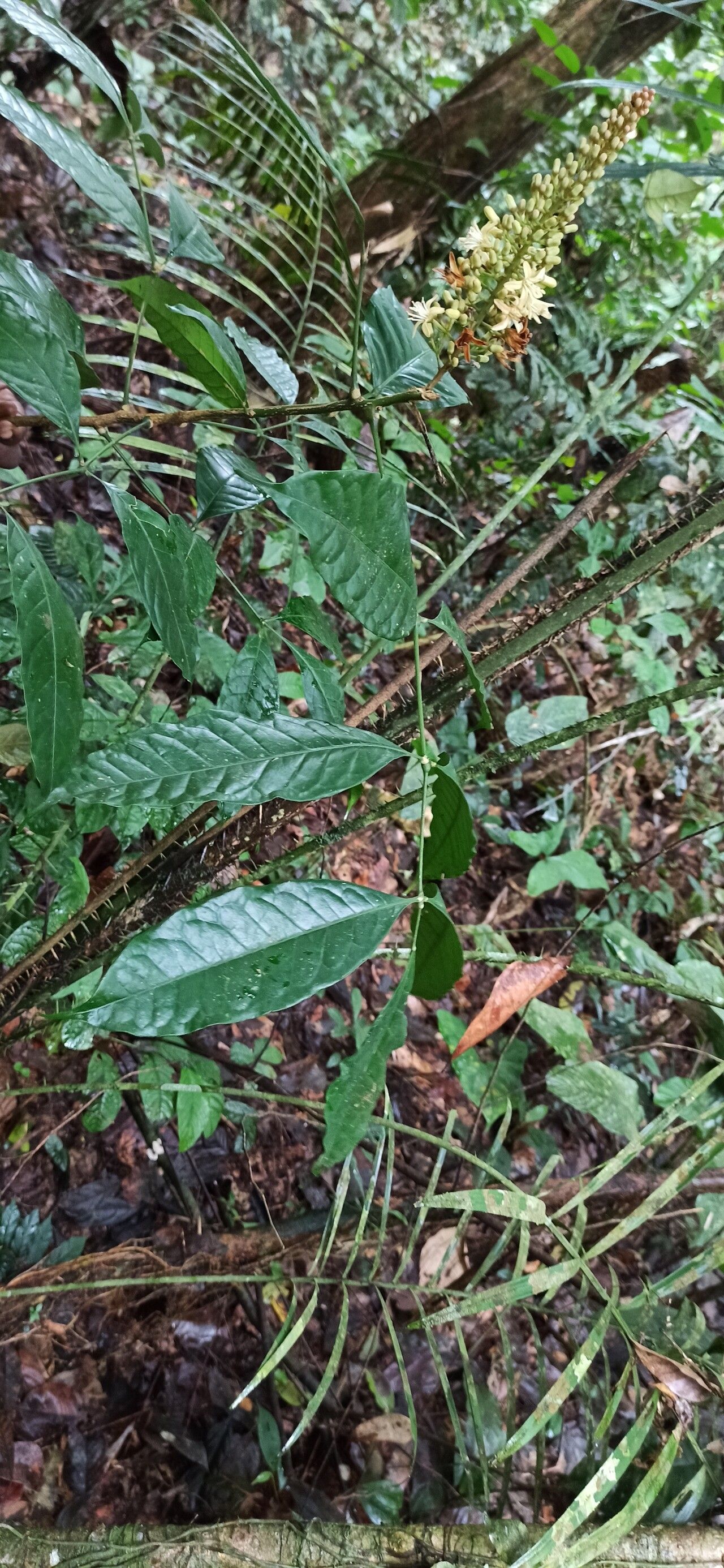 Simaba africana leaf