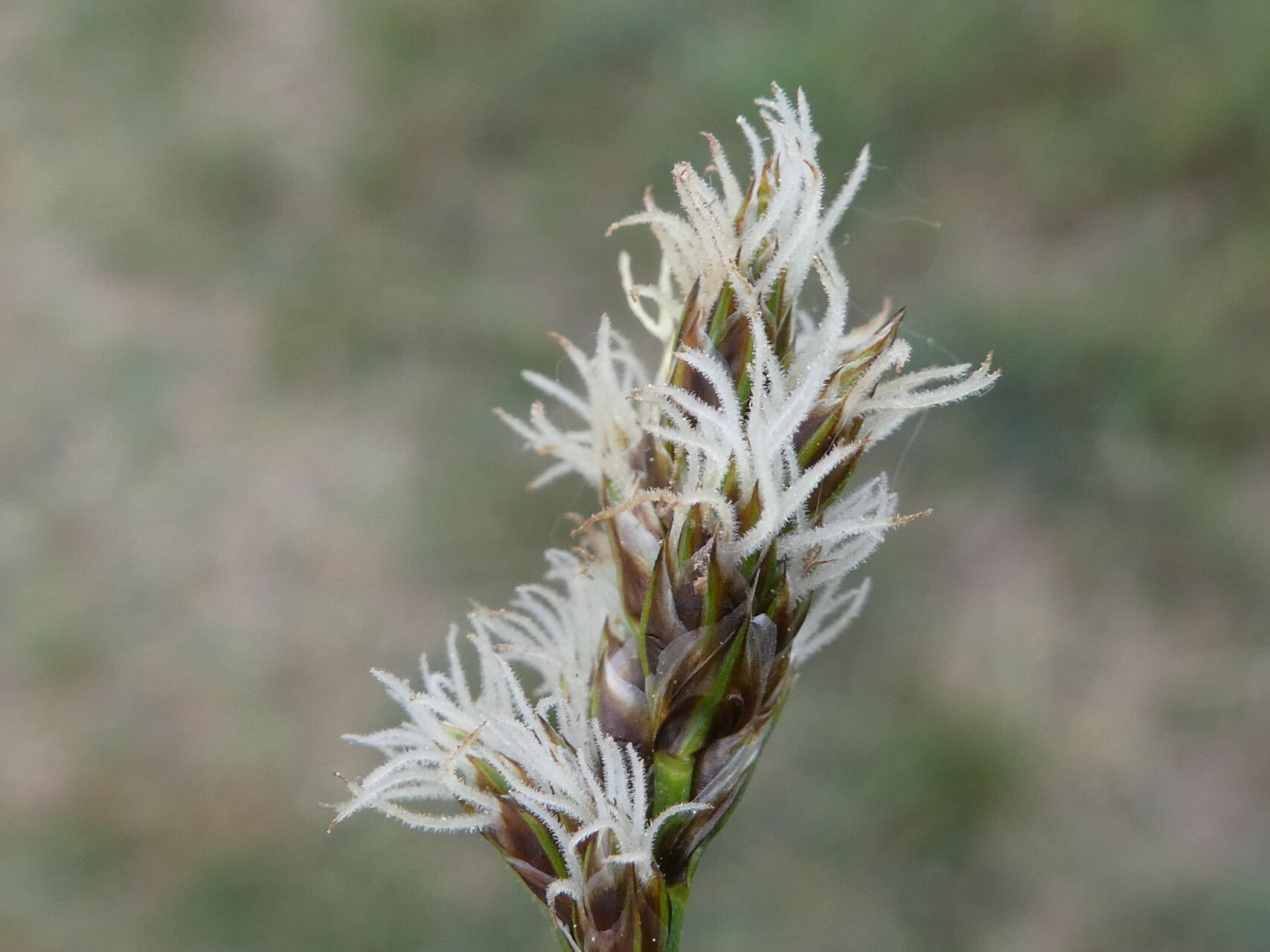 Carex stenophylla flower