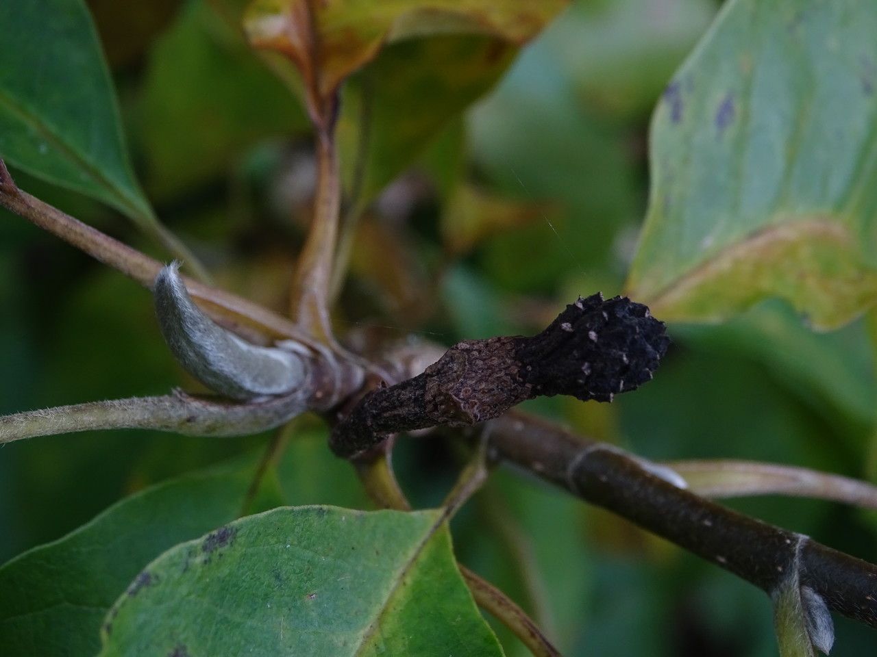Magnolia × brooklynensis flower