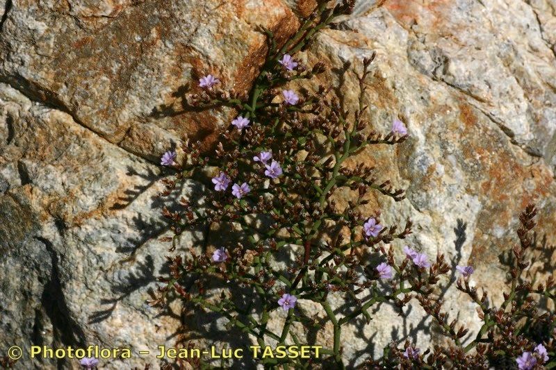 Limonium tarcoense other