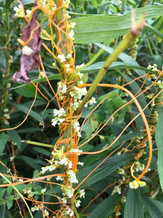 Cuscuta americana flower