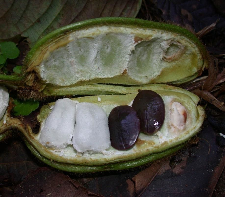 Inga tonduzii fruit