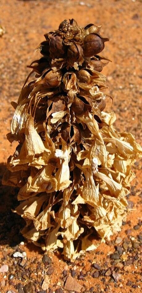 Cistanche tubulosa fruit