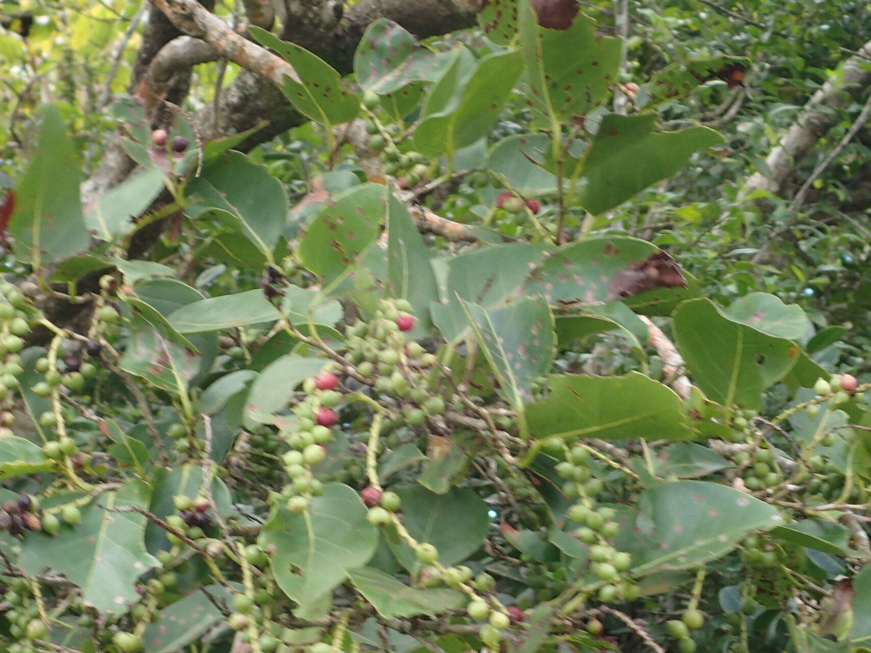 Coccoloba swartzii — houseplant care guide