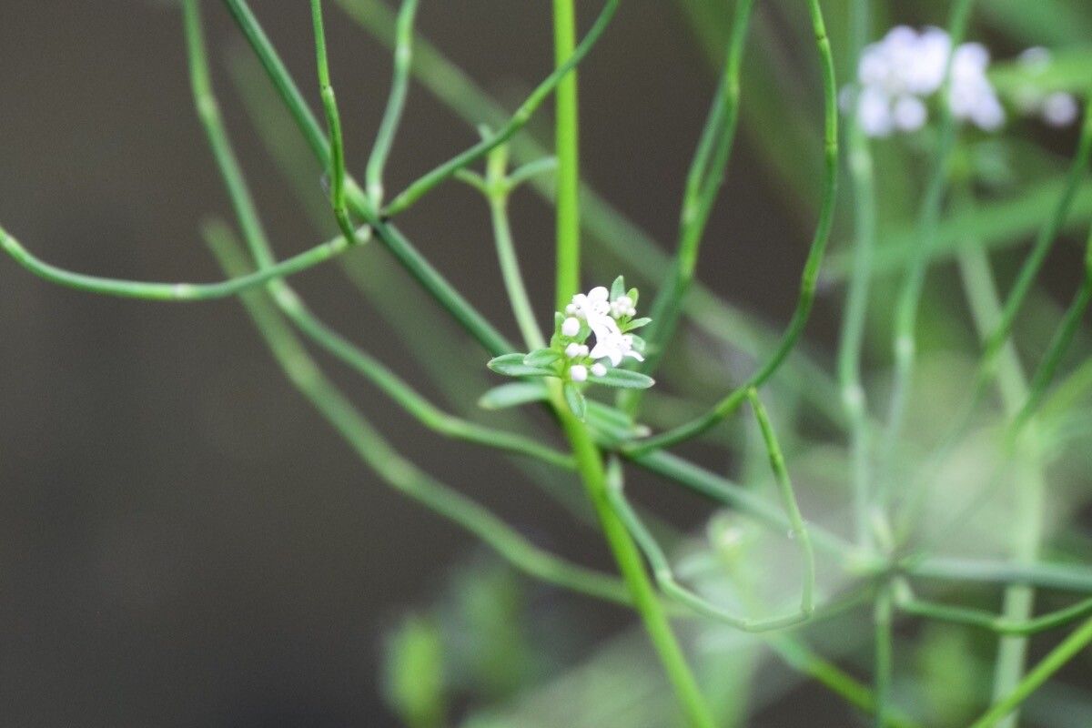 Galium debile flower