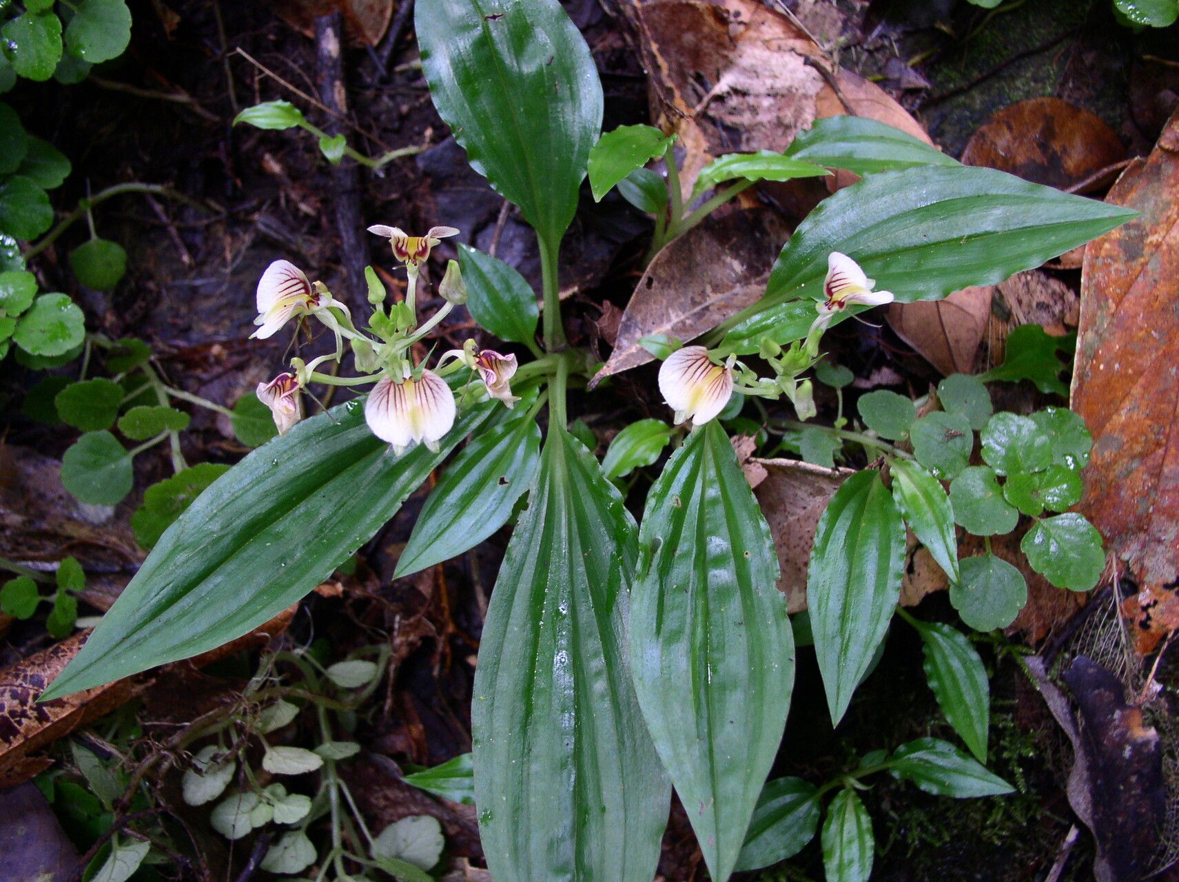 Liparis platyglossa habit
