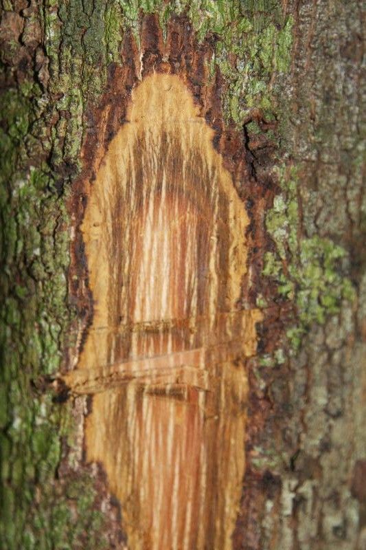 Xylopia pulcherrima other