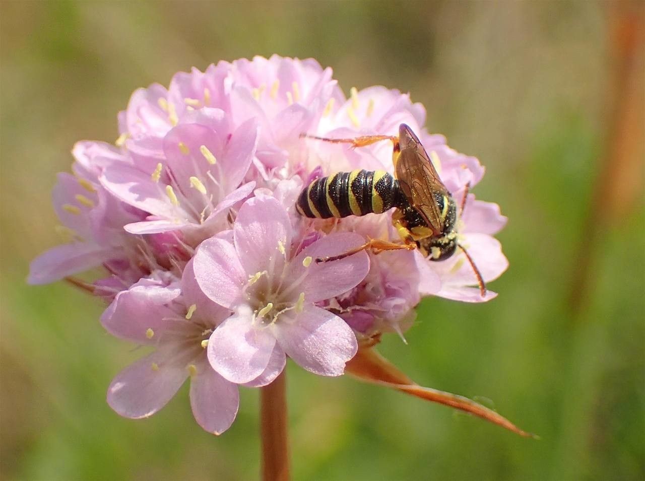 Armeria vulgaris flower