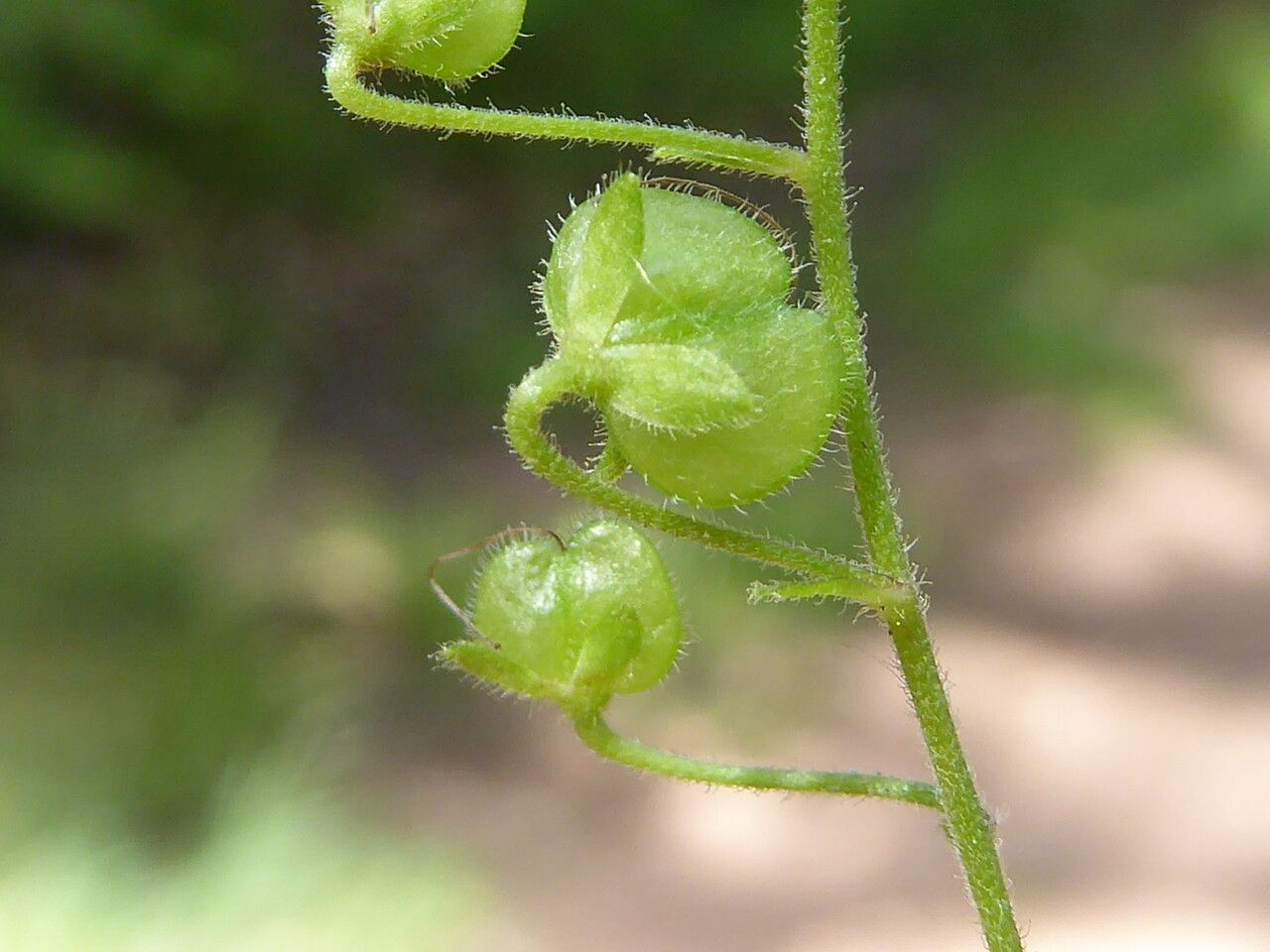 Veronica urticifolia fruit