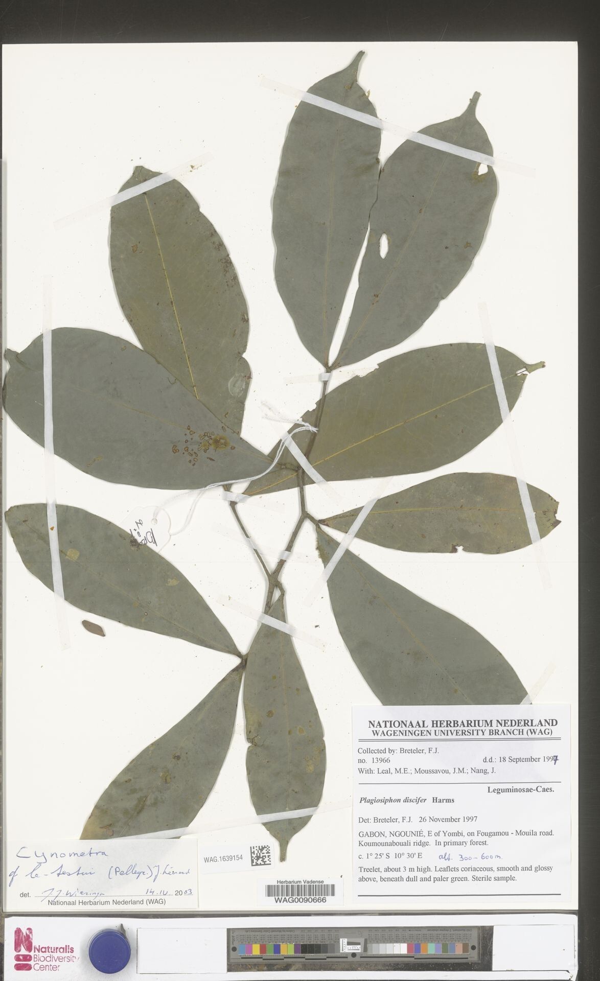 Cynometra letestui — houseplant care guide