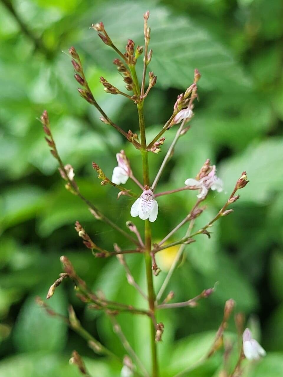 Dianthera comata flower