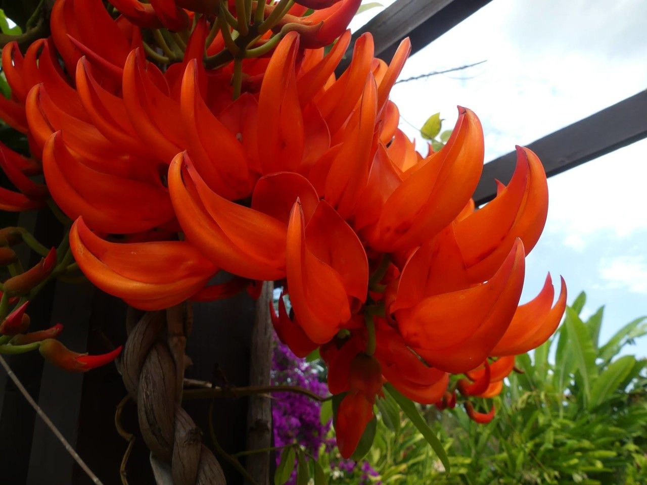Mucuna warburgii flower
