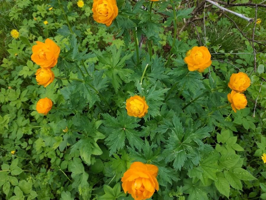 Trollius asiaticus habit