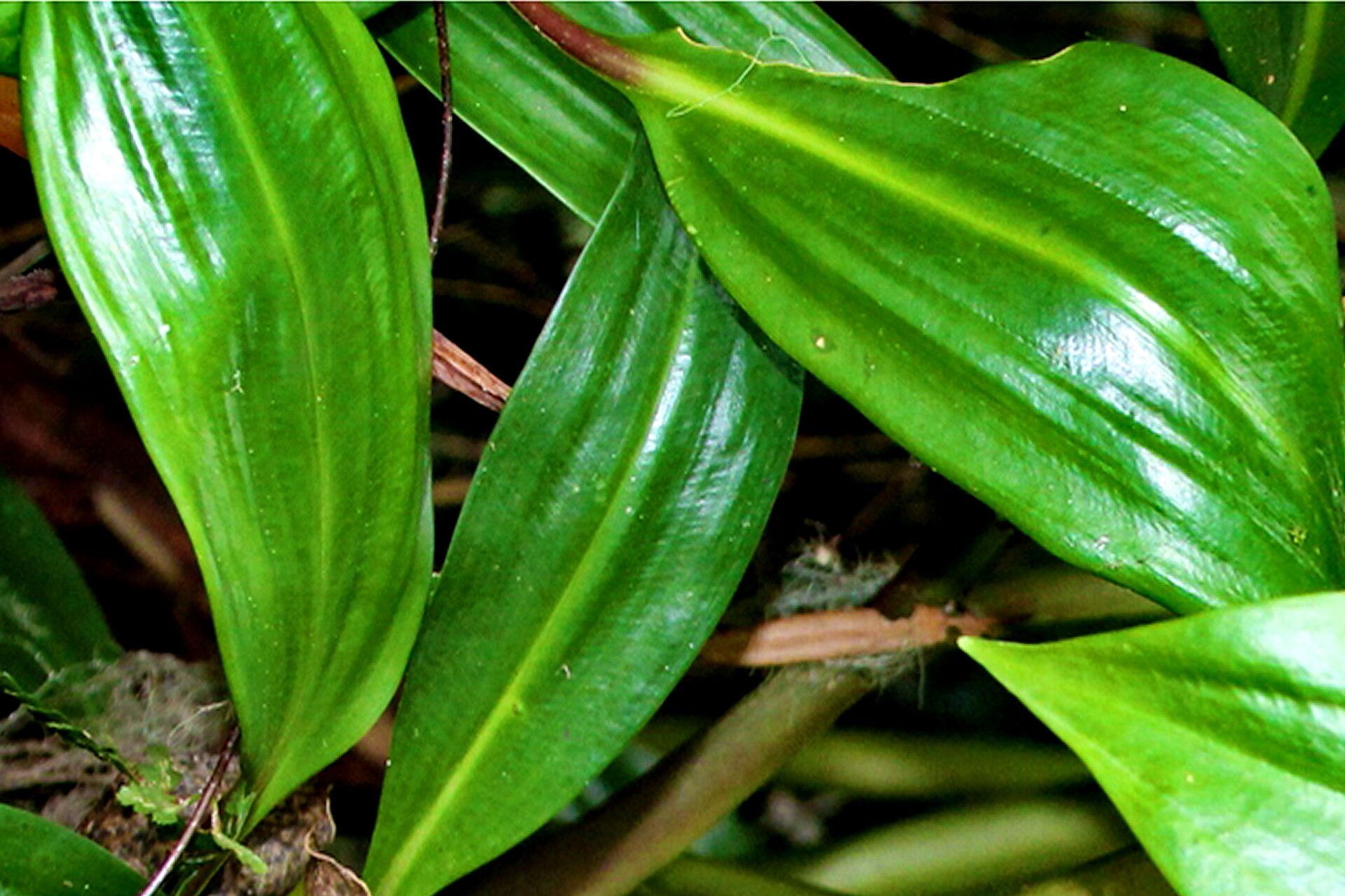 Scadoxus cyrtanthiflorus — related species from the same genus