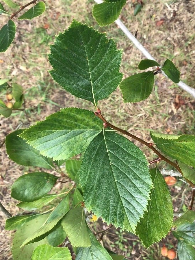 Crataegus persimilis leaf