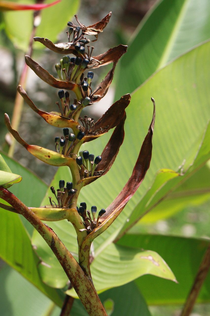 Heliconia lingulata fruit