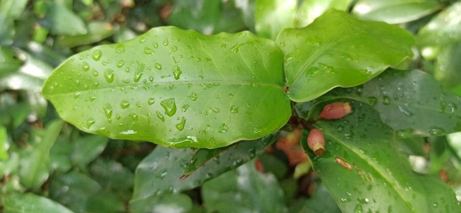 Memecylon caeruleum leaf