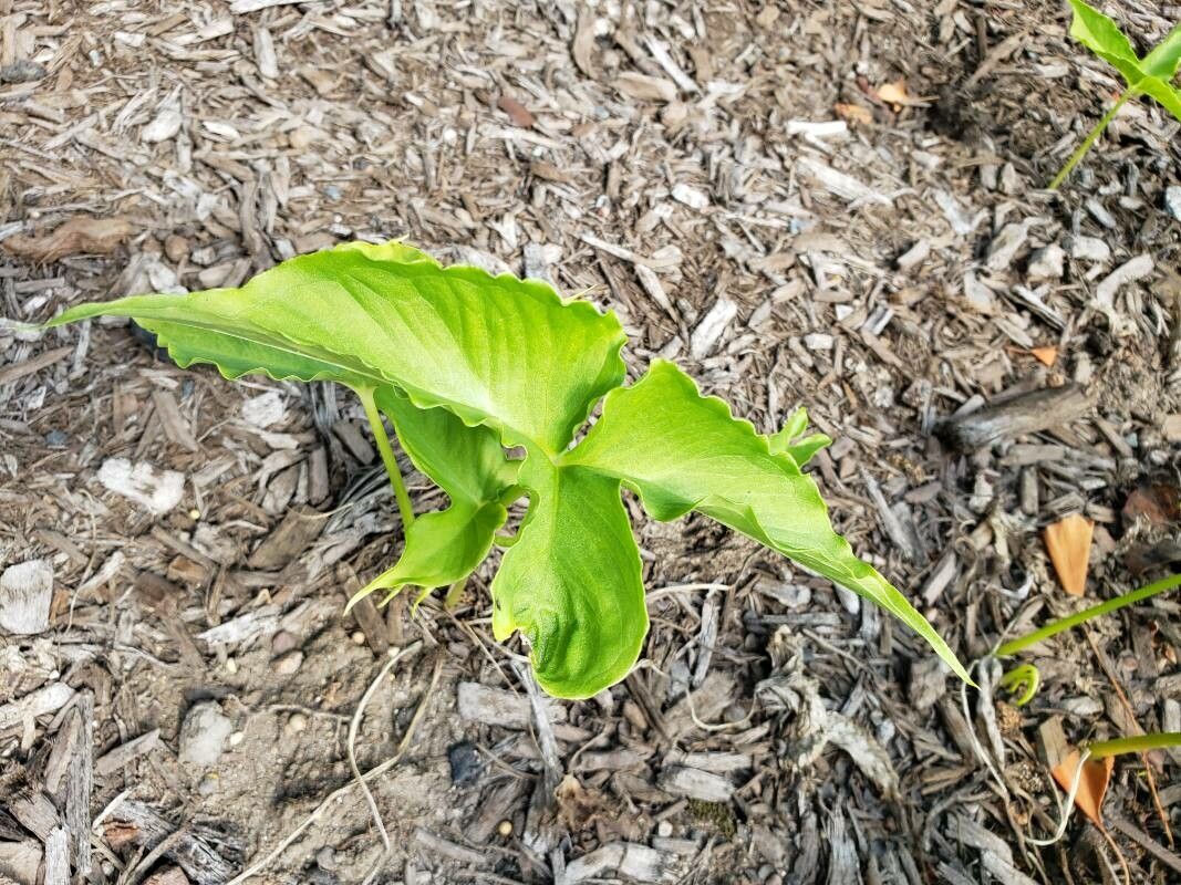 Pinellia tripartita — related species from the same genus
