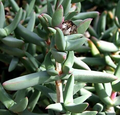 Astridia longifolia leaf