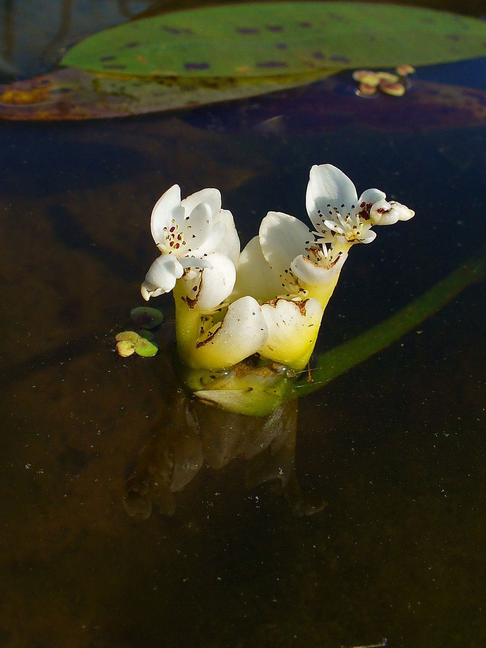Aponogeton distachyos flower