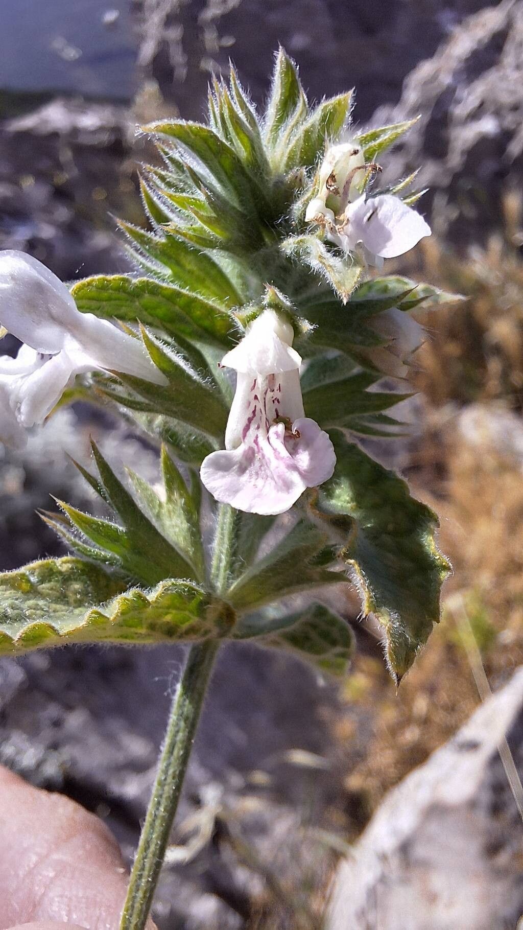 Stachys swainsonii — search result for 'Stachys'
