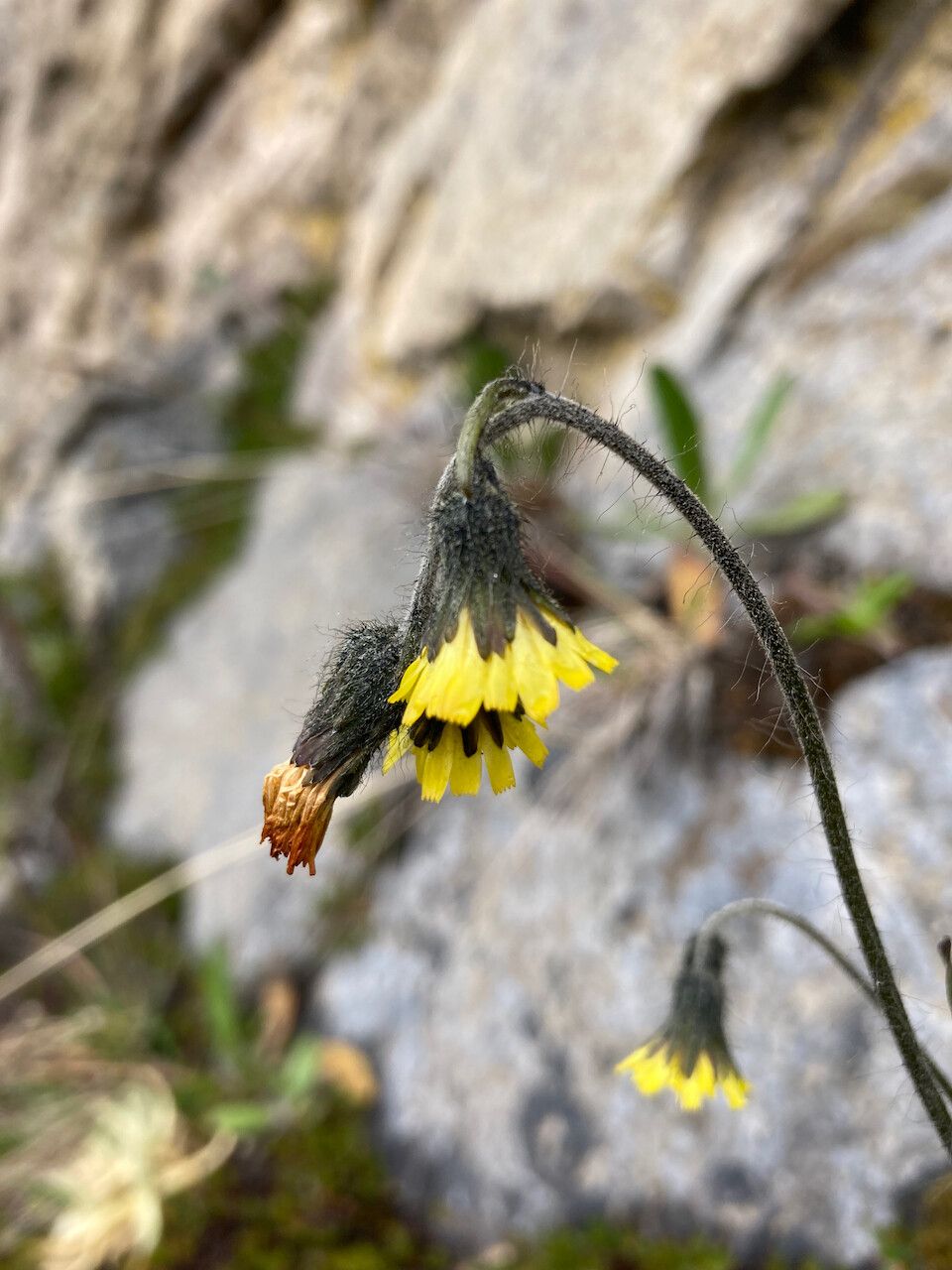 Hieracium avilae flower