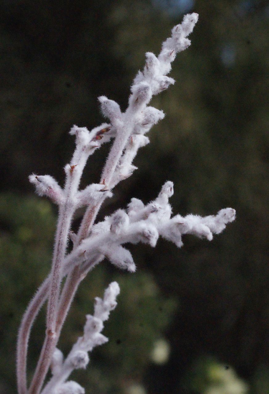 Conospermum stoechadis leaf