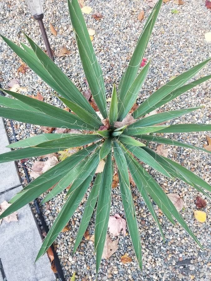 Yucca arkansana
