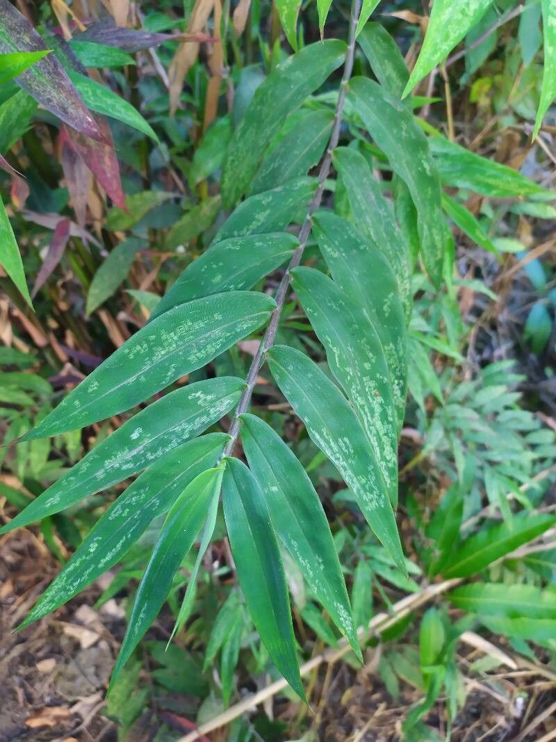 Lasiacis maculata leaf