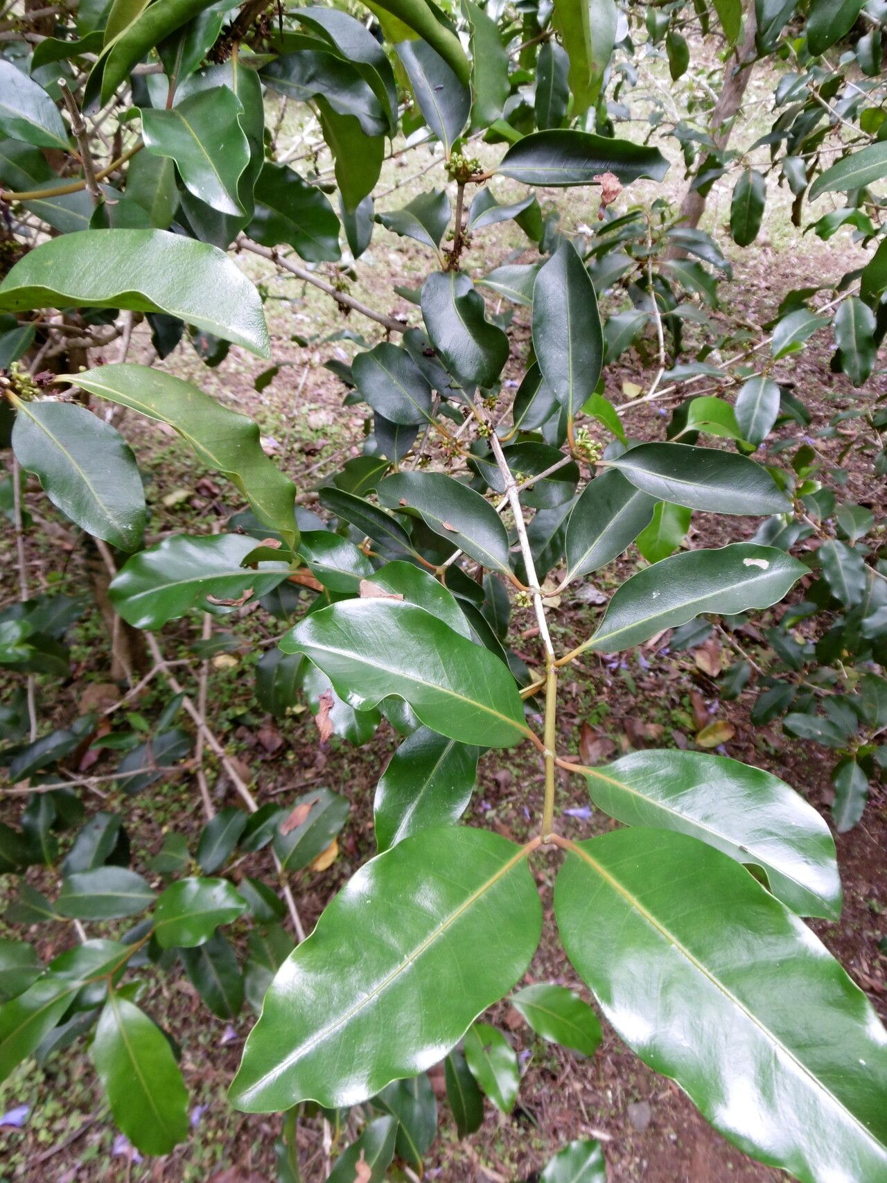 Coffea perrieri — houseplant care guide